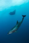 Delfines y mantarrayas gigantes nadando bajo el agua - foto de stock