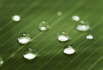 Water droplets on leaf — Stock Photo