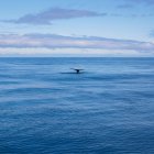 Vista lejana de la cola de las ballenas en el océano quieto - foto de stock