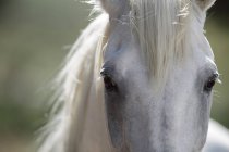 Close up shot of horses eyes with blurred background — Stock Photo