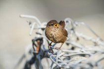 Justo ilha wren pássaro em cerca de metal, close up tiro — Fotografia de Stock