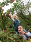 Mann und Mädchen pflücken Äpfel auf Schultern — Stockfoto