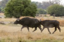 Vista lateral de dos búfalos africanos corriendo en el campo en el delta del okavango, botswana - foto de stock