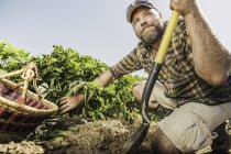 Uomo barbuto che tiene vanga inginocchiato nell'orto raccogliendo verdure fresche — Foto stock