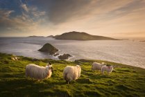 Овцы пасутся на склоне холма с видом на острова Бласкет — стоковое фото