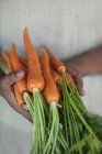 Крупним планом руки тримають моркву — стокове фото