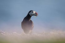 Enguias de areia de puffin atlânticas em bico — Fotografia de Stock