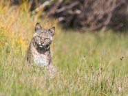 Bobcat sentado sobre hierba verde y mirando a la cámara - foto de stock