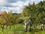 Casal maturo colhendo maçãs — Fotografia de Stock