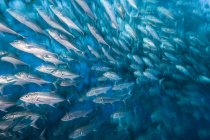 Велика група шкільних риб під водою — стокове фото