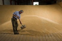 Farmer shoveling wheat in grain store — Stock Photo