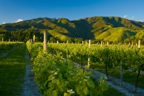 Виноград растет в виноградниках — стоковое фото