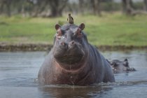 Hipopótamo mirando fuera del agua con pájaro carpintero en la cabeza - foto de stock