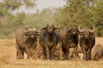 Buffalos ou Syncerus caffer, touros sentinela guardando o rebanho, Mana Pools National Park, Zimbábue — Fotografia de Stock