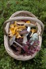 Frisch gepflückte Pfifferlinge und Steinpilze mit Kräutern im Korb — Stockfoto