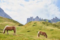 Vista panoramica di cavalli selvatici al pascolo in montagna, Austria — Foto stock