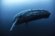 Underwater view of humpback whale, Revillagigedo Islands, Колима, Мексика — стоковое фото