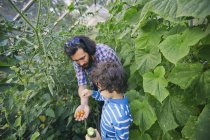 Батько і син з помідорами і огірком на дачі — стокове фото