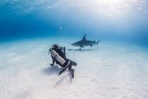 Buceador tomando fotografías de tiburón martillo - foto de stock