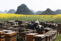 Enjambre de abejas y apicultores que trabajan junto a campos con plantas de colza oleaginosas de flor amarilla, Luoping, Yunnan, China - foto de stock