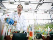 Científico cultivando berro Thale (Arabidopsis thaliana) en vivero de biolab para análisis estructural de ADN, extracción de proteínas y modificación genética - foto de stock