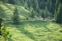 Коровы идут по склону холма — стоковое фото