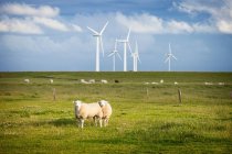 Moutons dans un champ avec parc éolien — Photo de stock