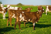 Vacas em campo de primavera — Fotografia de Stock