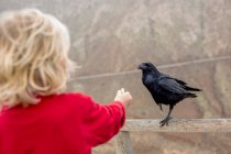 Menino alimentando corvo na cerca — Fotografia de Stock