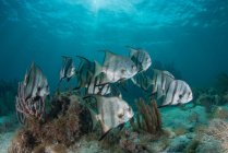 Шкільне риби плавання на кораловий риф — стокове фото