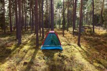 Tente située dans une forêt ensoleillée — Photo de stock