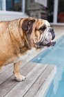 Собака стоит на деревянном патио у бассейна — стоковое фото