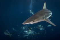 Oceanic Blacktip Shark nadando bajo agua azul - foto de stock