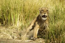 Lioness roaring to protect young cubs in grass — Stock Photo