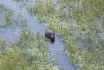 Hippo ou Hippopotamus amphibius em um canal de pântano, Botsuana, África — Fotografia de Stock