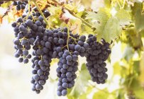 Nahaufnahme von Trauben auf Weinreben, Prämosellos, Verbania, Piemonte, Italien — Stockfoto