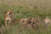 Marais lions de fierté se nourrissant de zèbre, Masai Mara, Kenya, Afrique — Photo de stock