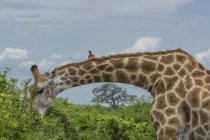 Girafe manger des feuilles au parc national le jour — Photo de stock