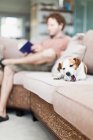 Juguete de mascar perro en sofá - foto de stock