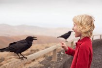 Ragazzo che si nutre corvo sulla recinzione — Foto stock