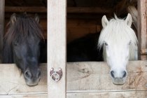 Cavalos pretos e brancos inclinados sobre portas estáveis — Fotografia de Stock