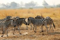 Зебры в желтом поле — стоковое фото