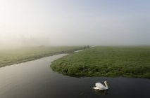Cisne sobre pólder o dique, Waarder, Holanda Meridional, Países Bajos - foto de stock