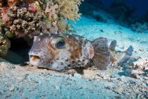 Burrfish spotbase nadando em junco de coral debaixo de água — Fotografia de Stock