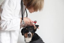 Veterinaria hembra examinar perros oreja - foto de stock