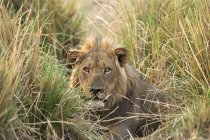 Male lion hiding in adrenaline grass, Mana Pools National Park, Zimbabwe, Africa — Stock Photo