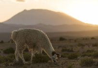 Llama pastoreando no campo ao pôr do sol, Villa Alota, Sul do Altiplano, Bolívia, América do Sul — Fotografia de Stock