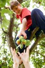 Діти збирають фрукти з дерева — стокове фото