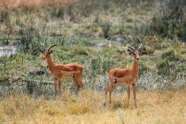 Dois impalas em pé na grama perto de água no Botsuana — Fotografia de Stock
