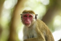 Portrait of an alert macaque monkey, Yala National Park, Sri Lanka, Asia — Stock Photo